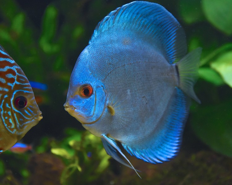 Diamond Blue Discus ~ 12-13cm